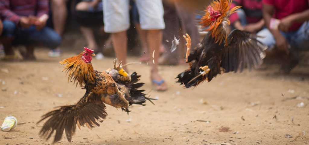 Gà đá - Chiến binh dũng mãnh trong các trận đấu đá gà truyền thống