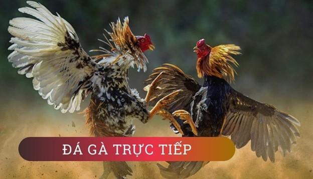 Khám phá thế giới đá gà trực tiếp tại 8xbet - Trải nghiệm thú vị và hấp dẫn