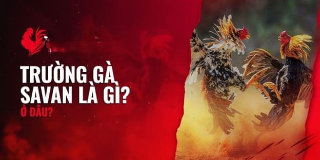 Trường Gà Savan 8xbet - Sân chơi hấp dẫn cho các chiến kê hàng đầu